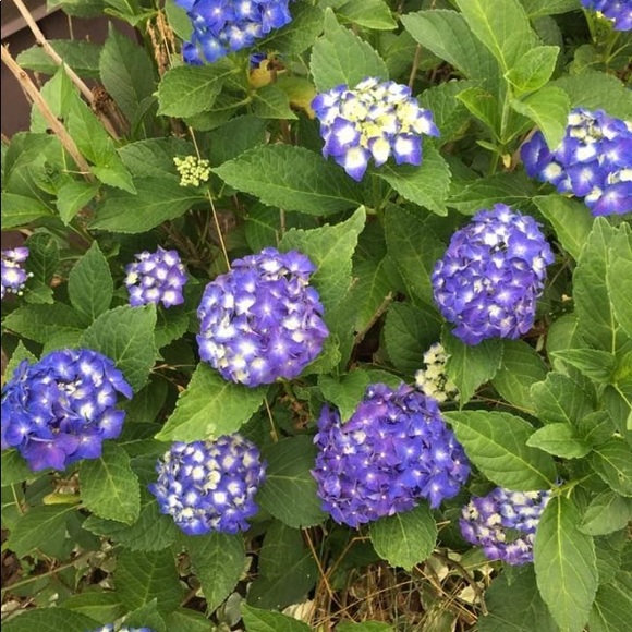 ๐๐น๐ท๐OPEN TO OFFERS!๐ฆ๐ธ๐ผ๐บ - Picture 10 of 10